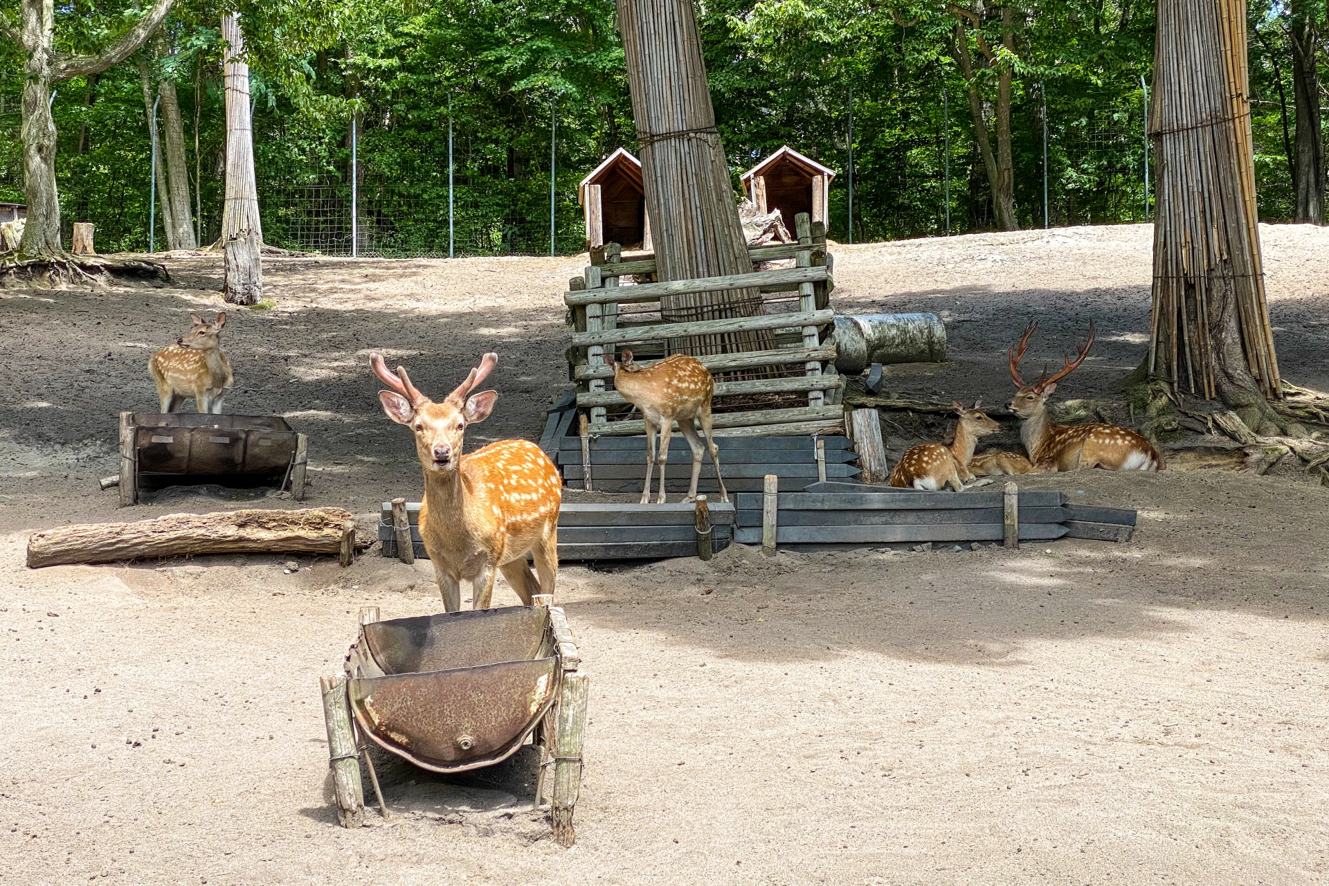 奈良公園の鹿の風景